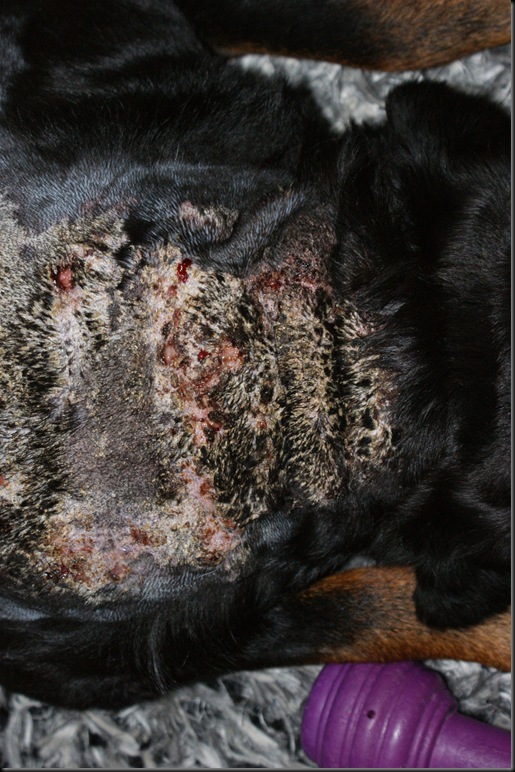 Kari Anne sin hundeblogg Oppdatering etter veterinærbesøk. Calcinosis